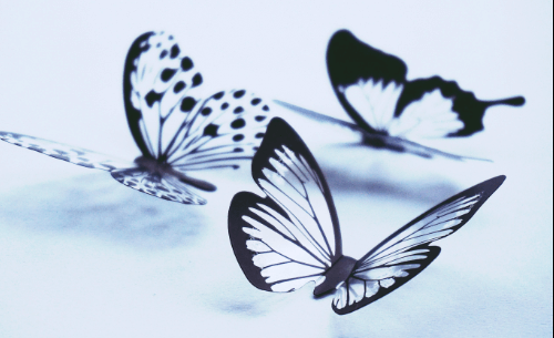 Wallpaper:1bnociat8v0= Butterfly